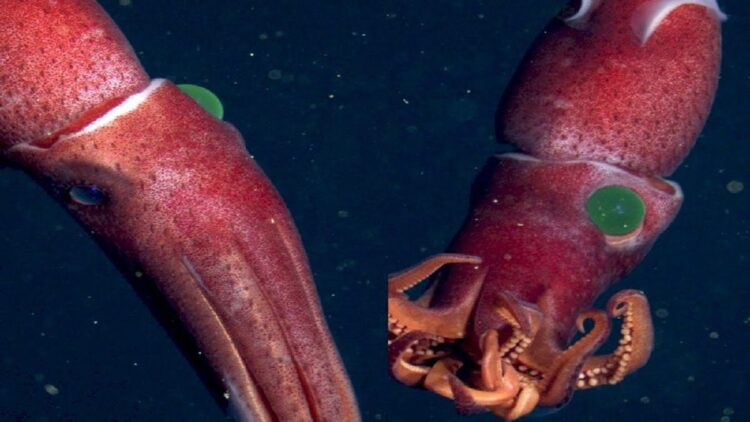 Penampakan cumi-cumi bermata alien. (net)