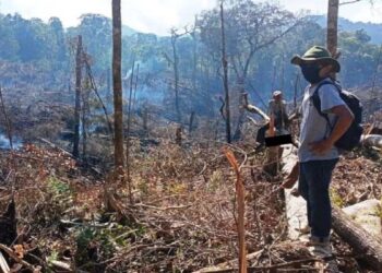 Rusak 9,2 Ha Hutan di Solok, Tim Patroli BKSDA Sumbar Amankan Pria 37 Tahun