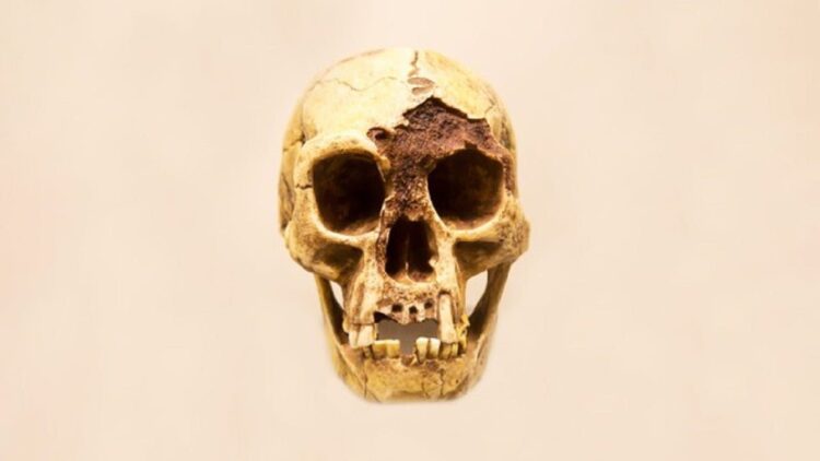 Tengkorak manusia hobbit Flores dengan rahang bawah (Homo floresiensis). (Foto: Victor1153/Shutterstock)