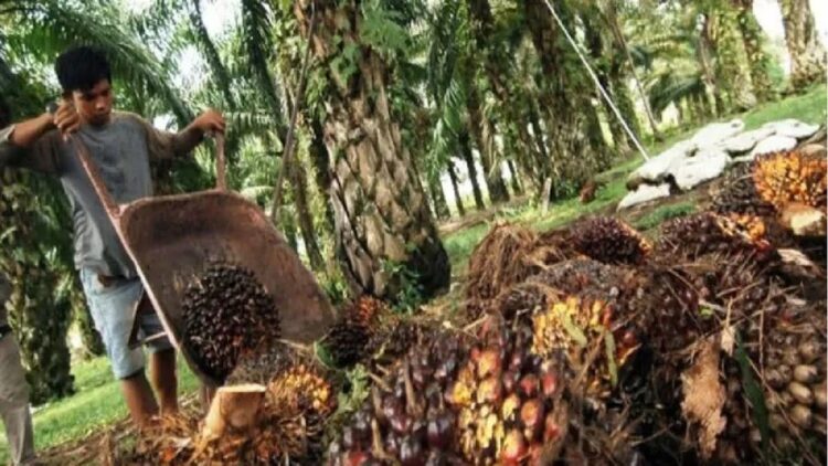 Petani memanen buah kelapa sawit di ladangnya, Nagari Tapakis, Padangpariaman, Sumbar, Rabu (4/6). (ANTARA FOTO/Iggoy el Fitra)