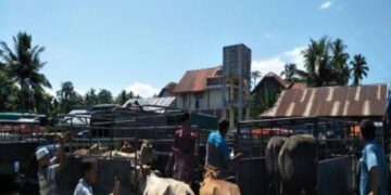59 Ekor Sapi Terjangkit PMK, Pemkab Padangpariaman Tutup Sementara 2 Pasar Ternak
