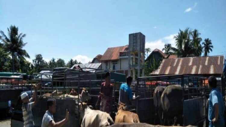 59 Ekor Sapi Terjangkit PMK, Pemkab Padangpariaman Tutup Sementara 2 Pasar Ternak 1 Pedagang di Pasar Ternak Kecamatan Sungai Sariak, Kabupaten Padang Pariaman sedang menurunkan sapi untuk dijual di pasar tersebut. (ANTARA/Aadiaat M.S)