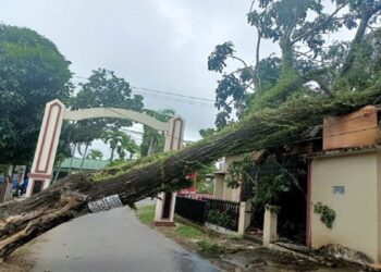 Belasan Pohon Tumbang di Padang, Timpa Rumah dan Hambat Akses Warga 2 Belasan Pohon Tumbang di Padang, Timpa Rumah dan Hambat Akses Warga