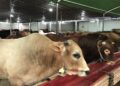 Pastikan Sehat, Tim Kementan Pantau Hewan Kurban Jelang Iduladha 2023 7 Ilustrasi sapi kurban. (net)