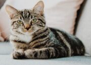 Begini Tips Memelihara Kucing yang Dianjurkan dalam Islam