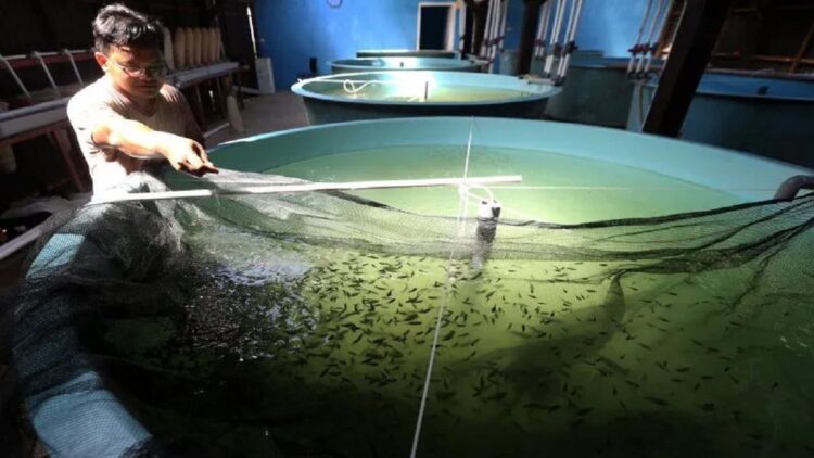 Ilustrasi pembibitan ikan. (ANTARA)