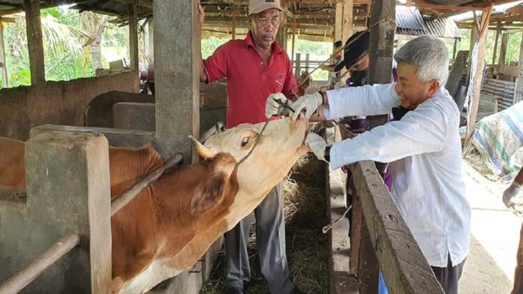 Kepala Dinas Pertanian Kota Padang, Syahrial Kamat saat melakukan pengecekan sapi. (IST)