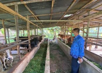 Terjangkit PMK, 4 Ekor Sapi di Payakumbuh Diisolasi