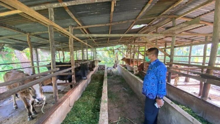 Sekretaris Daerah Kota Payakumbuh Rida Ananda saat melakukan pengecekan ke salah satu kandang sapi di daerah tersebut. (Antara/Akmal Saputra)