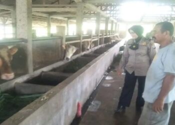 Monitor Penyebaran PMK di Agam, Polisi Turun Langsung ke Kandang Warga