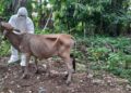 15 Ekor Sapi di Agam Terindikasi PMK, Sampel Sudah Diambil Pihak Terkait