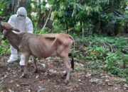 15 Ekor Sapi di Agam Terindikasi PMK, Sampel Sudah Diambil Pihak Terkait