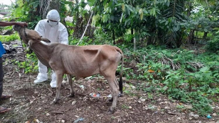15 Ekor Sapi di Agam Terindikasi PMK, Sampel Sudah Diambil Pihak Terkait 1 Petugas sedang mengambil sampel dari ternak yang mengidap penyakit mulut dan kuku. Dok Dinas Pertanian Agam