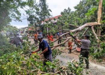 Sedikitnya 10 Pohon Tumbang akibat Hujan dan Angin Kencang di Padang, BPBD: Timpa Rumah dan Ganggu Akses Warga 1 Sedikitnya 10 Pohon Tumbang akibat Hujan dan Angin Kencang di Padang, BPBD: Timpa Rumah dan Ganggu Akses Warga