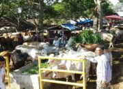 Antisipasi agar PMK tak Meluas, Pemkab Tanahdatar Tutup Sementara Pasar Ternak Batusangkar