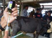 Cegah PMK, Pemkab Pasaman Barat Suntik 2.925 Dosis Vaksi untuk Ternak Sapi