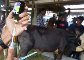 Akomodir Pembelian Hewan Kurban, Pemkab Padangpariaman Buka kembali Pasar Ternak