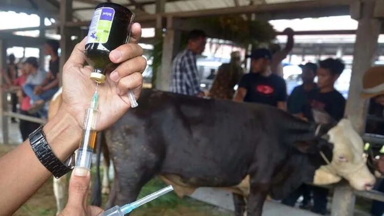 Ilustrasi dokter hewan bersiap memberikan suntikan vaksin kepada tenak sapi yang terindikasi penyakit mulut dan kuku (PMK). ANTARA FOTO/Ampelsa