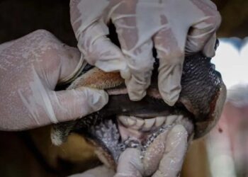 Cegah PMK, Pemkab Agam Data Asal Usul Sapi yang Masuk ke Daerah Itu 2 Cegah PMK, Pemkab Agam Data Asal Usul Sapi yang Masuk ke Daerah Itu