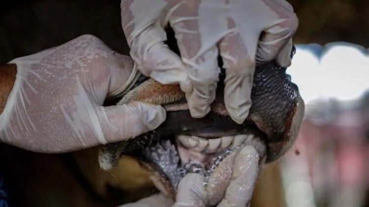 Cegah PMK, Pemkab Agam Data Asal Usul Sapi yang Masuk ke Daerah Itu 1 Petugas Dinas Ketahanan Pangan Kota Tangerang memeriksa kesehatan hewan sapi di salah satu lokasi peternakan di Periuk, Kota Tangerang, Banten, Jumat (13/5/2022). Pemeriksaan tersebut guna mencegah penyebaran wabah virus penyakit mulut dan kuku (PMK) pada hewan ternak yang sudah merebak di sejumlah daerah. ANTARA FOTO/Fauzan/aww.