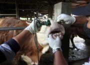 Cegah Masuknya PMK di Solsel, Pemkab Sementara Larang Pembelian Ternak dari Luar Daerah