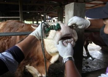 Petugas Dinas Pertanian Kota Padang memeriksa kesehatan sapi di salah satu peternakan di Padang, Sumatera Barat, Jumat (13/5/2022). Pemeriksaan tersebut guna mencegah penyebaran penyakit mulut dan kuku (PMK) pada hewan ternak di daerah itu. (ANTARA FOTO/Muhammad Arif Pribadi/WS/YU)