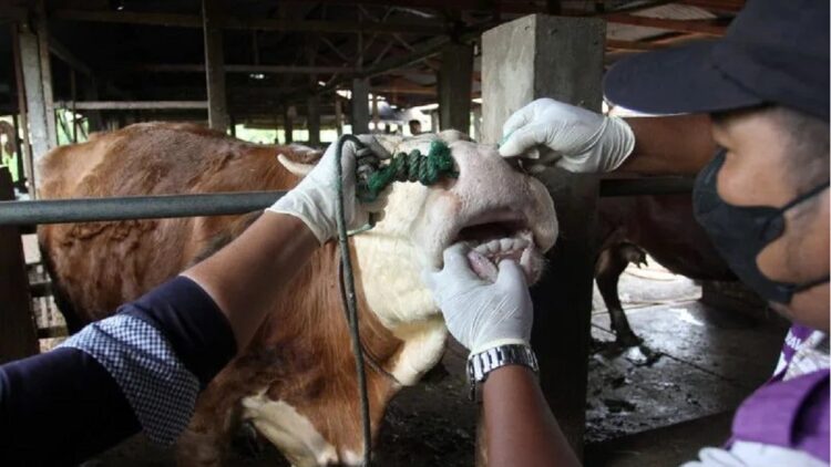 Cegah Masuknya PMK di Solsel, Pemkab Sementara Larang Pembelian Ternak dari Luar Daerah 1 Petugas Dinas Pertanian Kota Padang memeriksa kesehatan sapi di salah satu peternakan di Padang, Sumatera Barat, Jumat (13/5/2022). Pemeriksaan tersebut guna mencegah penyebaran penyakit mulut dan kuku (PMK) pada hewan ternak di daerah itu. (ANTARA FOTO/Muhammad Arif Pribadi/WS/YU)