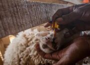 Hasil Pemeriksaan Sampel, Empat Ekor Sapi di Solsel Positif PMK