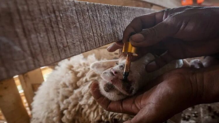 Hasil Pemeriksaan Sampel, Empat Ekor Sapi di Solsel Positif PMK 1 Peternak memberikan madu propolis pada hewan ternaknya di Rangkasbitung, Lebak, Banten, Senin (16/5/2022). ANTARA FOTO/Muhammad Bagus Khoirunas/foc.
