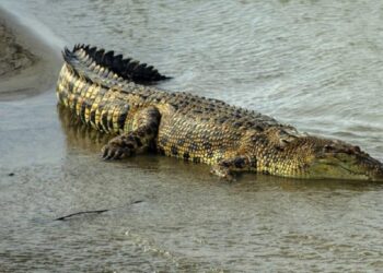 Ibu Muda di Kalteng Selamat usai Diterkam Buaya, Begini Caranya Melepaskan Diri!