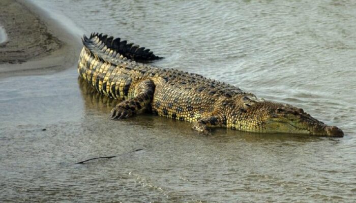Pergi Menembak Ikan di Sungai Batang Rosak Sikabu, Warga Pasaman Barat Diterkam Buaya