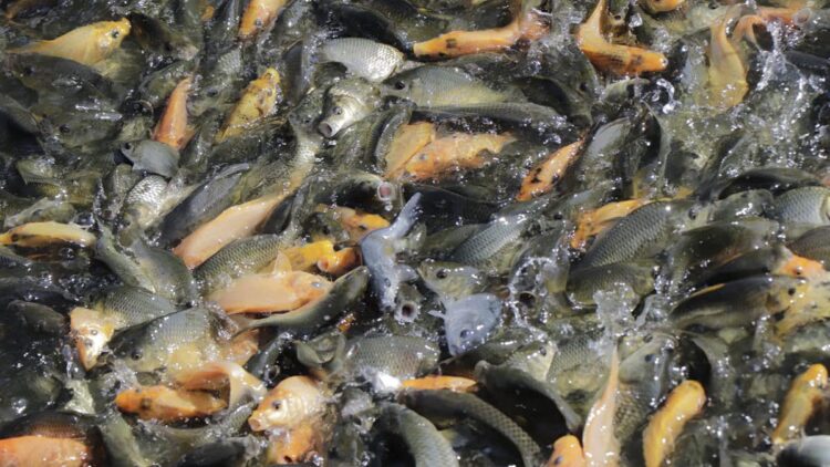 ilustrasi budidaya ikan