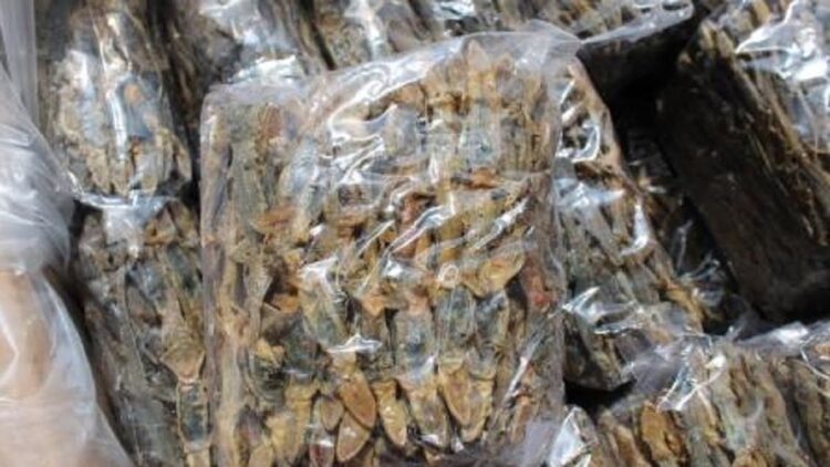 ilustrasi cicak kering