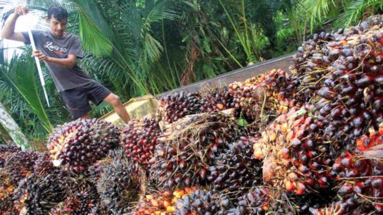 ilustrasi petani sawit