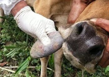 Mentan: PMK pada Hewan tak Menular ke Manusia