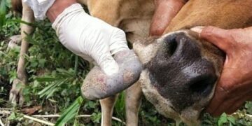 Mentan: PMK pada Hewan tak Menular ke Manusia