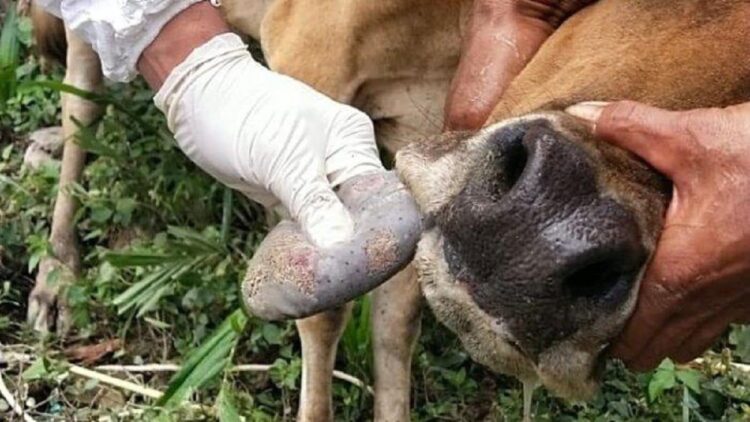 Ilustrasi penyakit mulut dan kuku pada hewan. (net)
