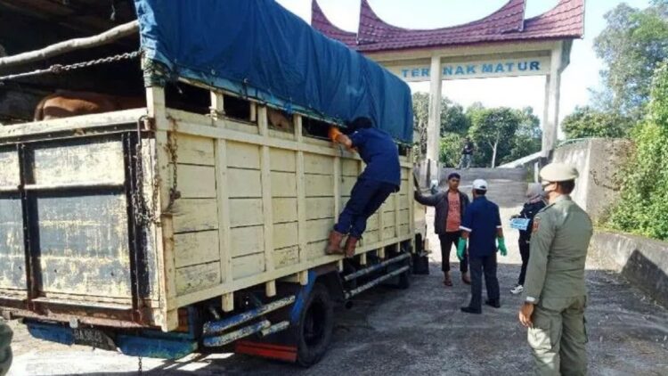 Petugas gabungan sedang mengawasi sapi di Pasar Ternak Lubukbasung, Minggu (29/5). (ANTARA/HO-Dinas Pertanian Agam)