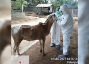 Kasus Positif PMK Ditemukan di Sumbar, Empat Ekor Sapi Terjangkit