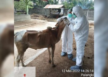 Kasus Positif PMK Ditemukan di Sumbar, Empat Ekor Sapi Terjangkit 3 Kasus Positif PMK Ditemukan di Sumbar, Empat Ekor Sapi Terjangkit