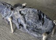 Peneliti Temukan Jejak Fosil Hantu di Lautan, Bentuknya Mirip Plankton