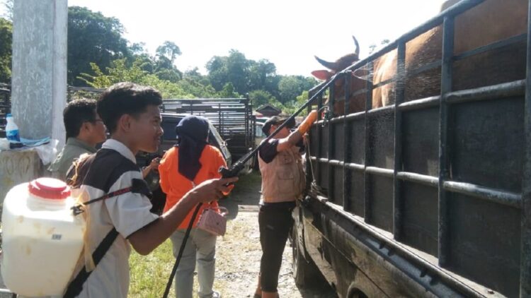 Pengawasan sapi PMK di Agam.
