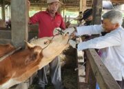 Idul Adha 2022, Distan Padang Prediksi Permintaan Hewan Kurban Meningkat