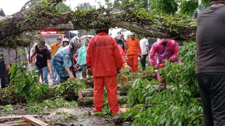 Seorang Korban Mobil Travel Ditimpa Pohon di Pasbar Meninggal Dunia 1 Petugas membersihkan material pohon tumbang yang menimpa sebuah mobil travel di Pasaman Barat.