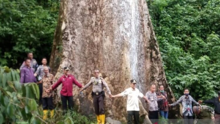 Sudah Ada sejak 562 Tahun Silam, Pohon Terbesar Dunia Tumbuh di Agam 1 Wakil Bupati Agam Irwan Fikri beserta Forkopimca Tanjungraya sedang berada di kayu besar (Antara/Yusrizal)