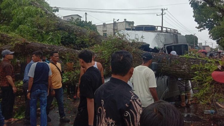 Mobil Travel Ditimpa Pohon di Pasaman Barat, Sopir Terjepit 1 Pohon tumbang timpa mobil travel di Pasaman.