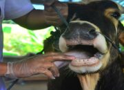 Ada 52 Ekor Sapi dan Kerbau Terjangkit PMK di Kabupaten Solok