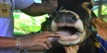 Pemko Padang Dapati 14 Ekor Sapi Terjangkit PMK di Lubuk Begalung