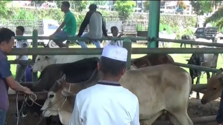 Pemkab Pasaman Barat melakukan sejumlah tindakan antisipasi penyakit mulut dan kuku terhadap hewan ternak salah satunya ternak sapi. ( (ANTARA/Altas Maulana)