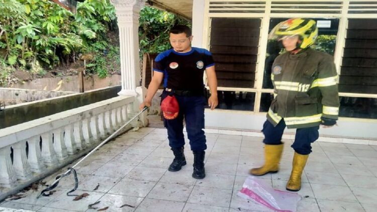 Petugas Damkar Kota Padang mengevakuasi ular kobra dari rumah warga. (IST)